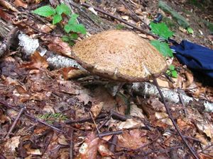 Klikni pro velký obrázek