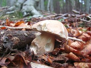 Klikni pro velký obrázek