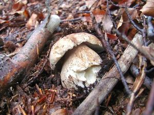 Klikni pro velký obrázek