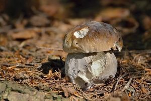 Klikni pro velký obrázek