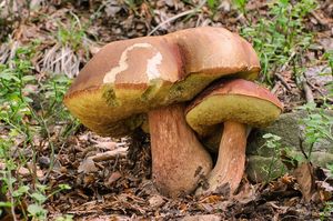 Klikni pro velký obrázek