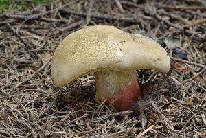 Klikni pro velký obrázek