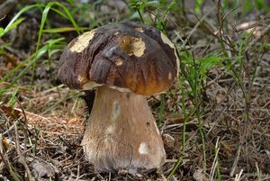 Klikni pro velký obrázek