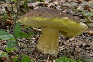 Klikni pro velký obrázek