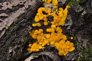 Klikni pro velký obrázek