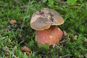 Klikni pro velký obrázek