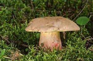 Klikni pro velký obrázek