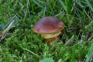 Klikni pro velký obrázek