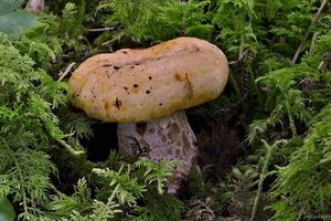 Klikni pro velký obrázek