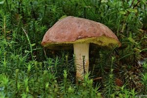 Klikni pro velký obrázek