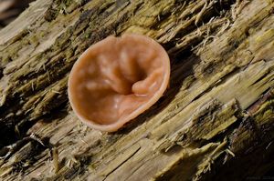 Klikni pro velký obrázek