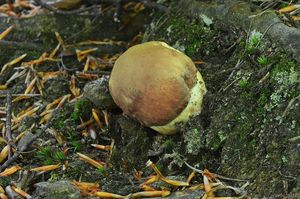 Klikni pro velký obrázek