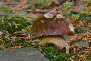 Klikni pro velký obrázek