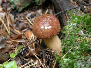 Klikni pro velký obrázek