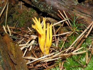 Klikni pro velký obrázek