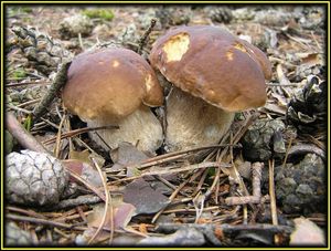 Klikni pro velký obrázek