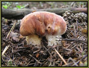 Klikni pro velký obrázek