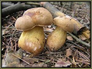 Klikni pro velký obrázek