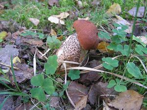 Klikni pro velký obrázek