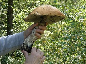 Klikni pro velký obrázek