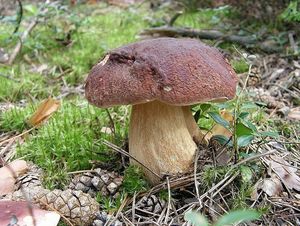 Klikni pro velký obrázek