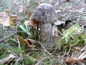 Klikni pro velký obrázek