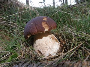 Klikni pro velký obrázek