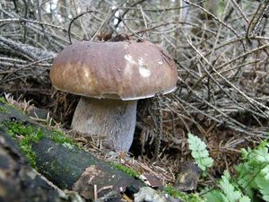 Klikni pro velký obrázek