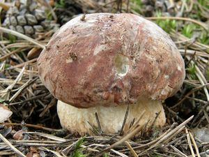 Klikni pro velký obrázek