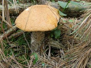 Klikni pro velký obrázek