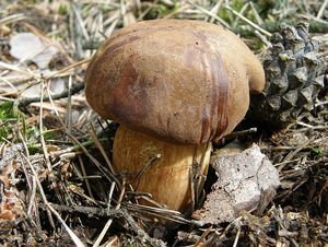 Klikni pro velký obrázek