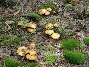 Klikni pro velký obrázek