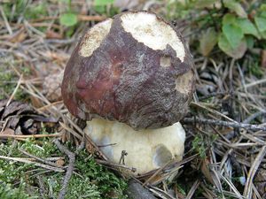 Klikni pro velký obrázek