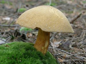 Klikni pro velký obrázek