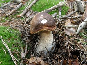 Klikni pro velký obrázek