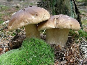 Klikni pro velký obrázek