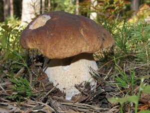 Klikni pro velký obrázek