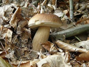 Klikni pro velký obrázek