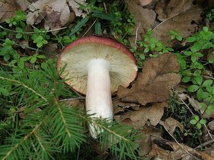 Klikni pro velký obrázek