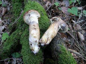 Klikni pro velký obrázek