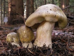 Klikni pro velký obrázek