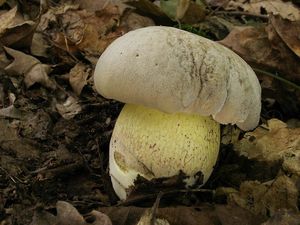 Klikni pro velký obrázek