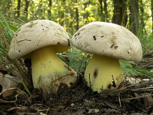 Klikni pro velký obrázek