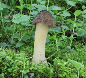 Klikni pro velký obrázek