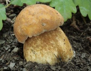 Klikni pro velký obrázek