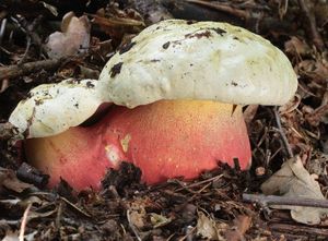 Klikni pro velký obrázek