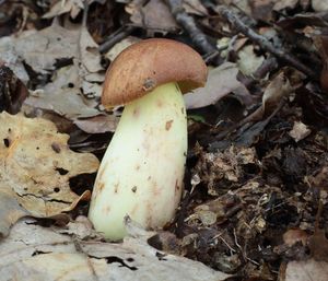 Klikni pro velký obrázek