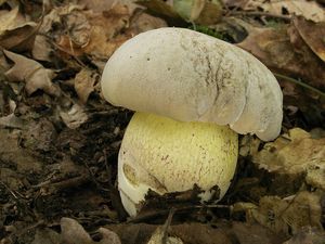 Klikni pro velký obrázek