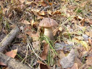 Klikni pro velký obrázek