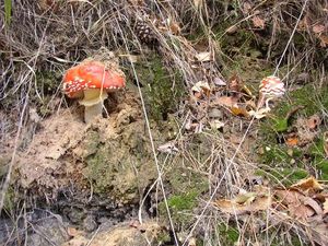 Klikni pro velký obrázek